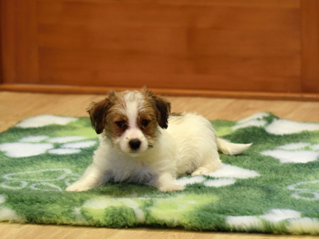 Jack Russel teriér s PP - Valmont - 3