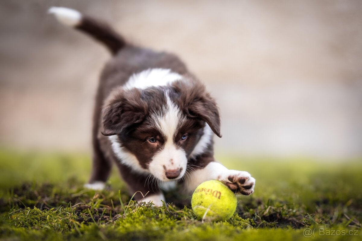 Štěně Border kolie s PP - 3