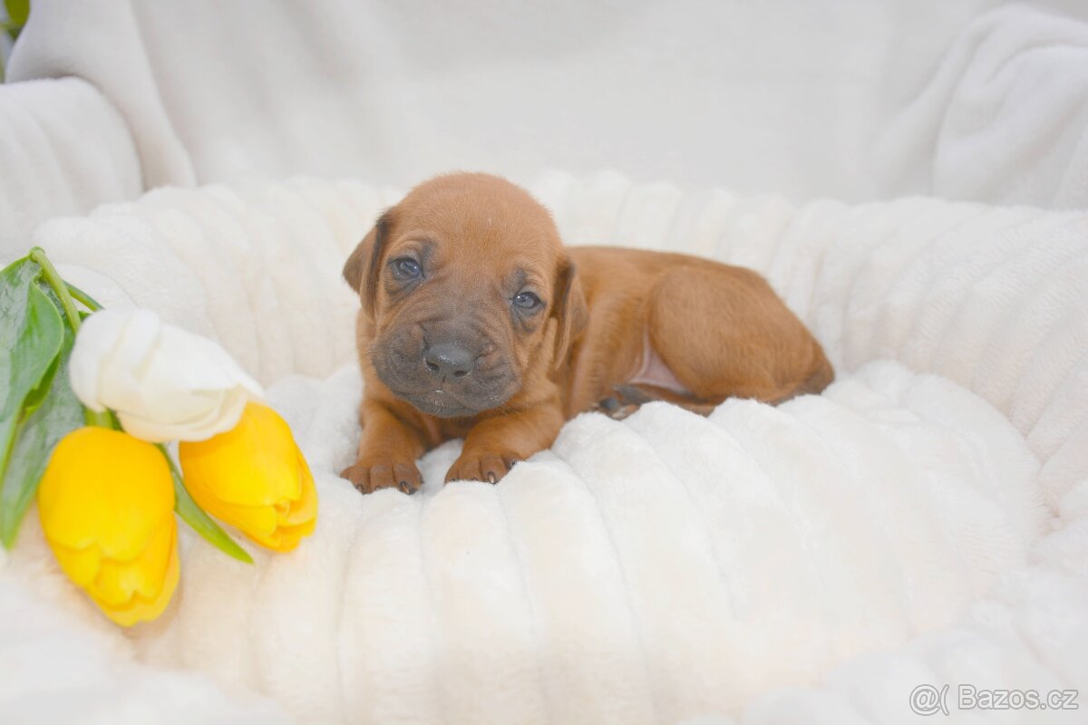 Štěně Rhodéský Ridgeback - 3