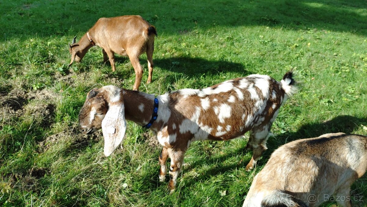 Anglinubijske kozičky - 3