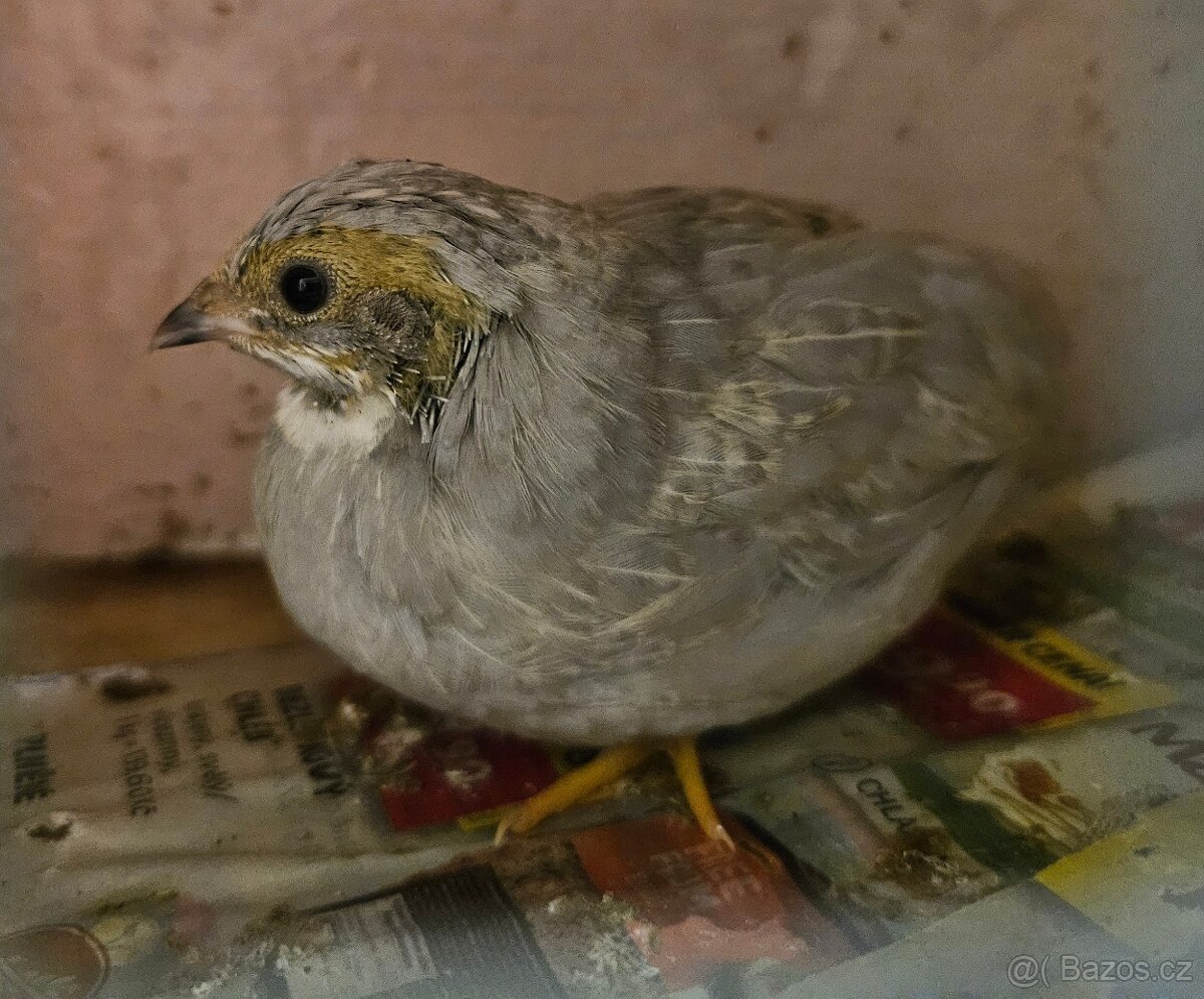 Křepelka čínská - 3