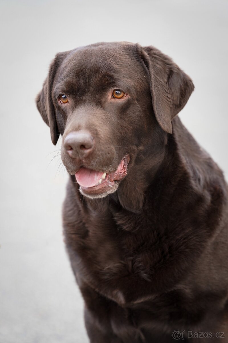 Labradorský retriever Krytí - 3