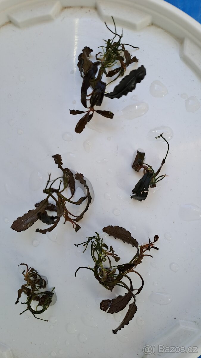 BUCEPHALANDRY PRODÁM - 3