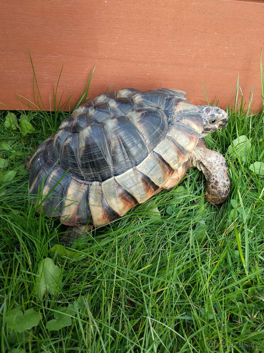 Želva - 3