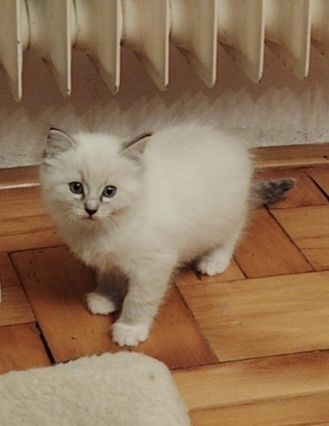 Ragdoll koťátka - 3