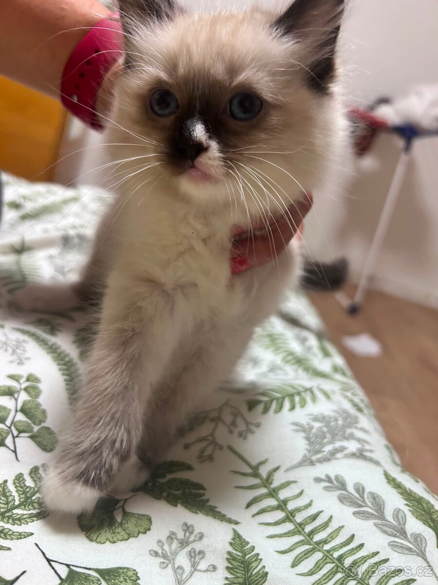 Ragdoll - 3