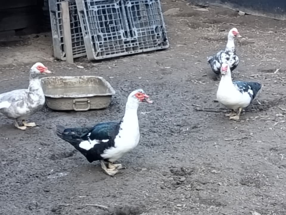 Kačeri a kačeny - 3