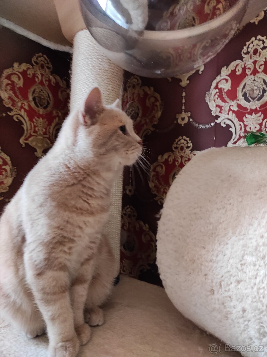 Britský kocourek , britské kotě britská koťátka - 3