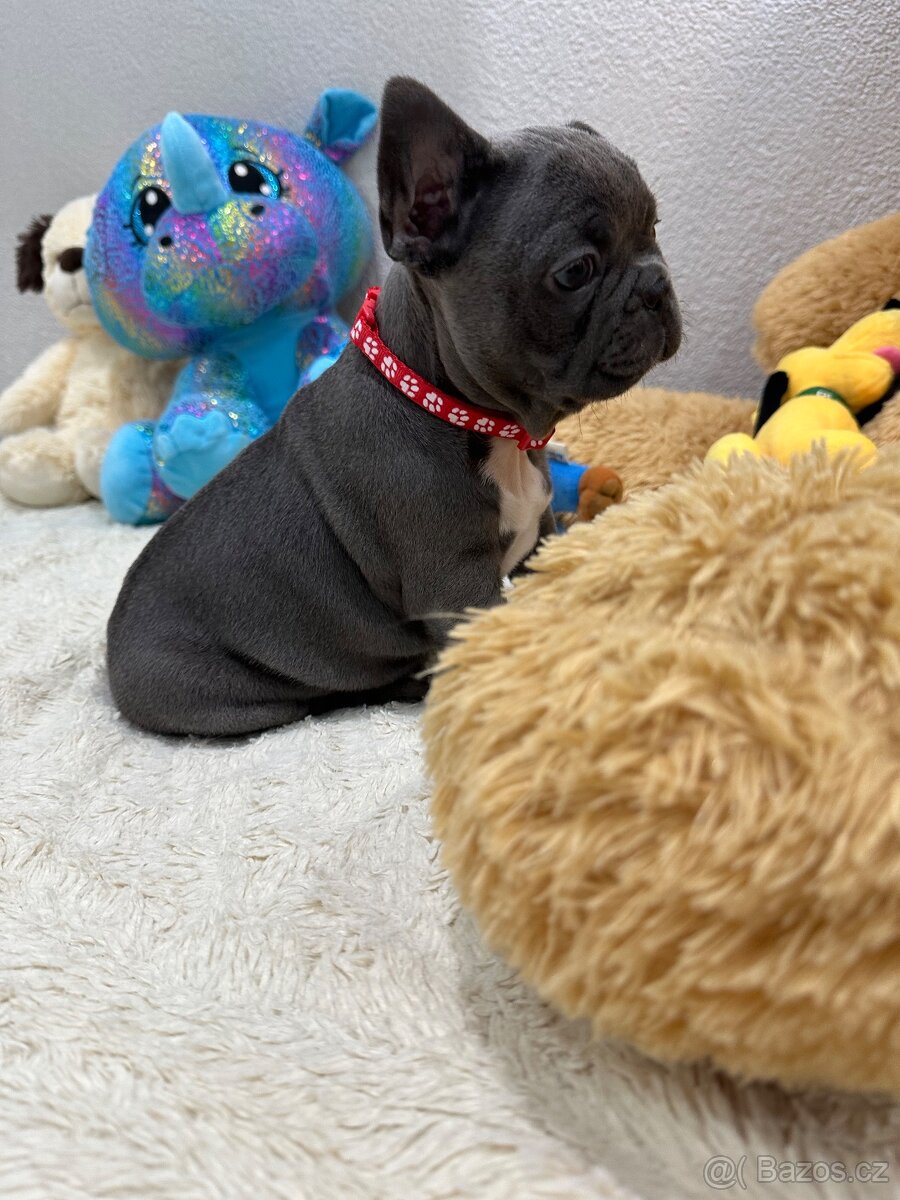 Francouzský buldoček modry - 3