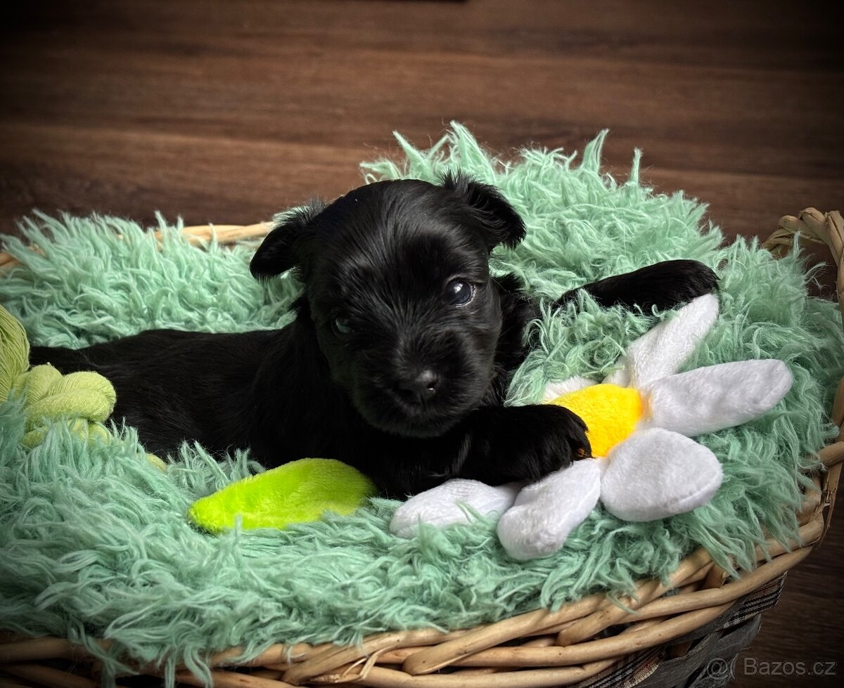 Jorkšírský teriér s PP - fena - 3