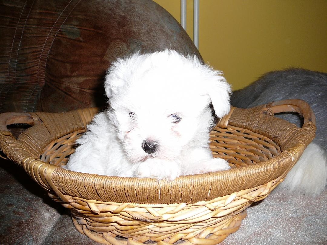 Maltézáček, maltézský psík - 3