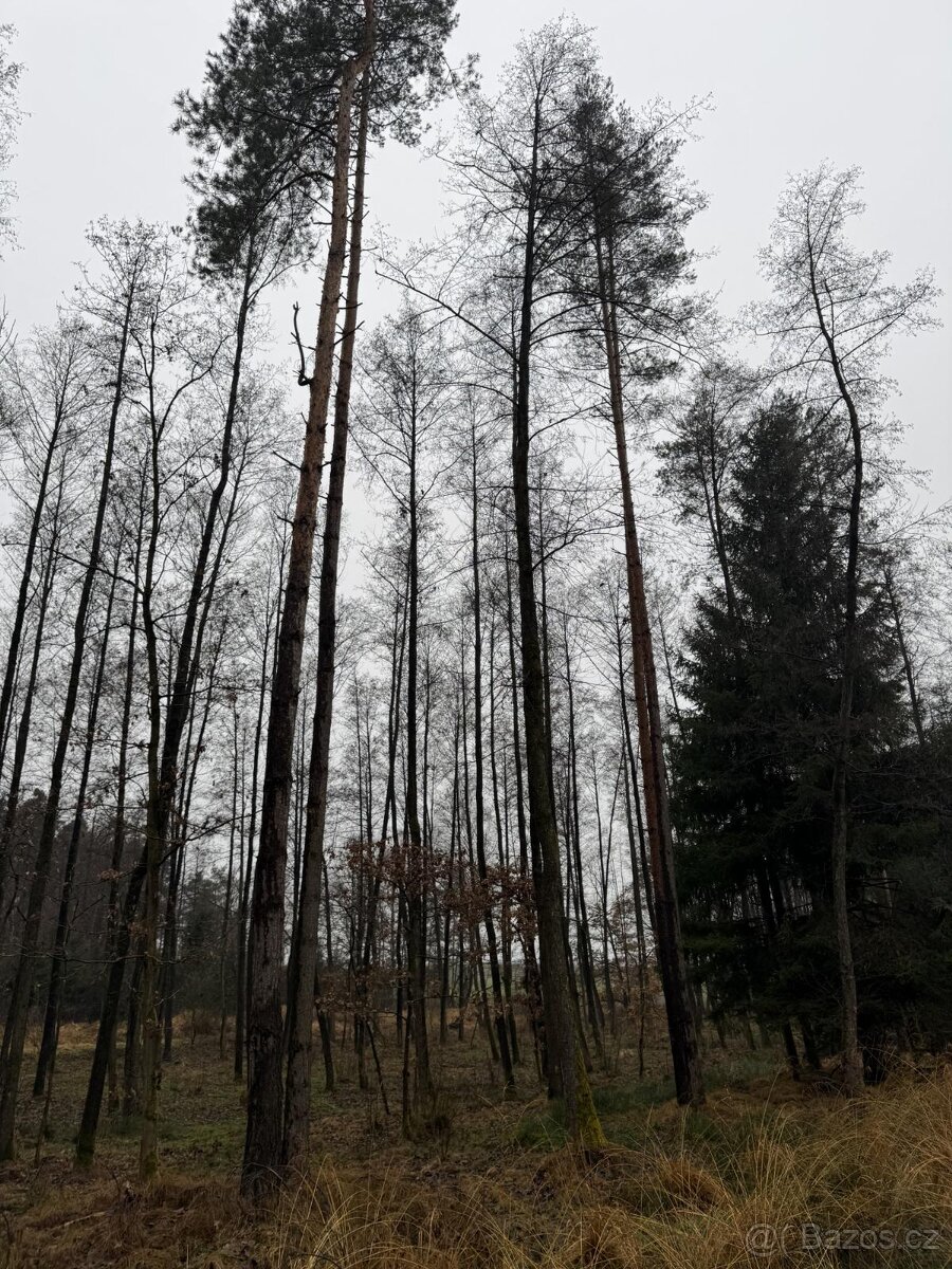 Prodám pozemky v k.ú. Veliny - 3