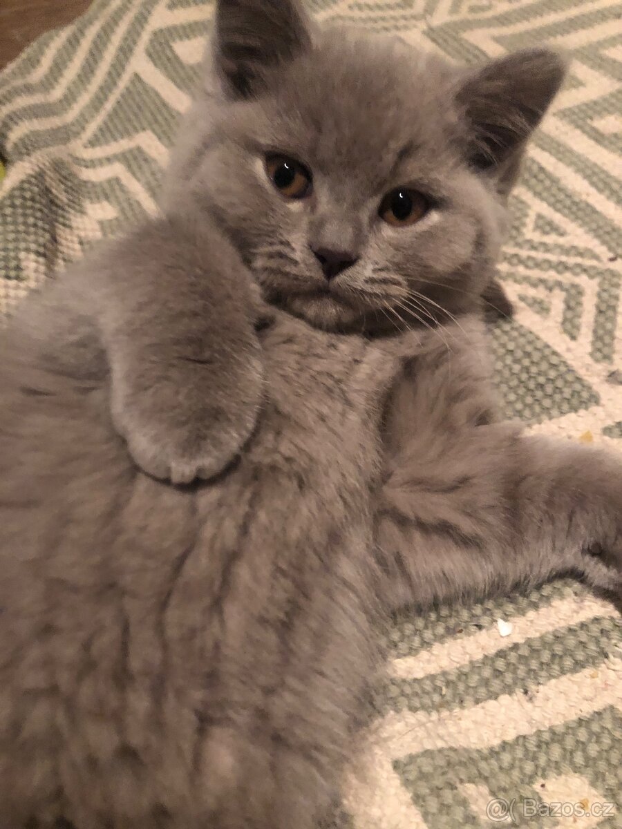 Britská koťata lila – bez PP - 3