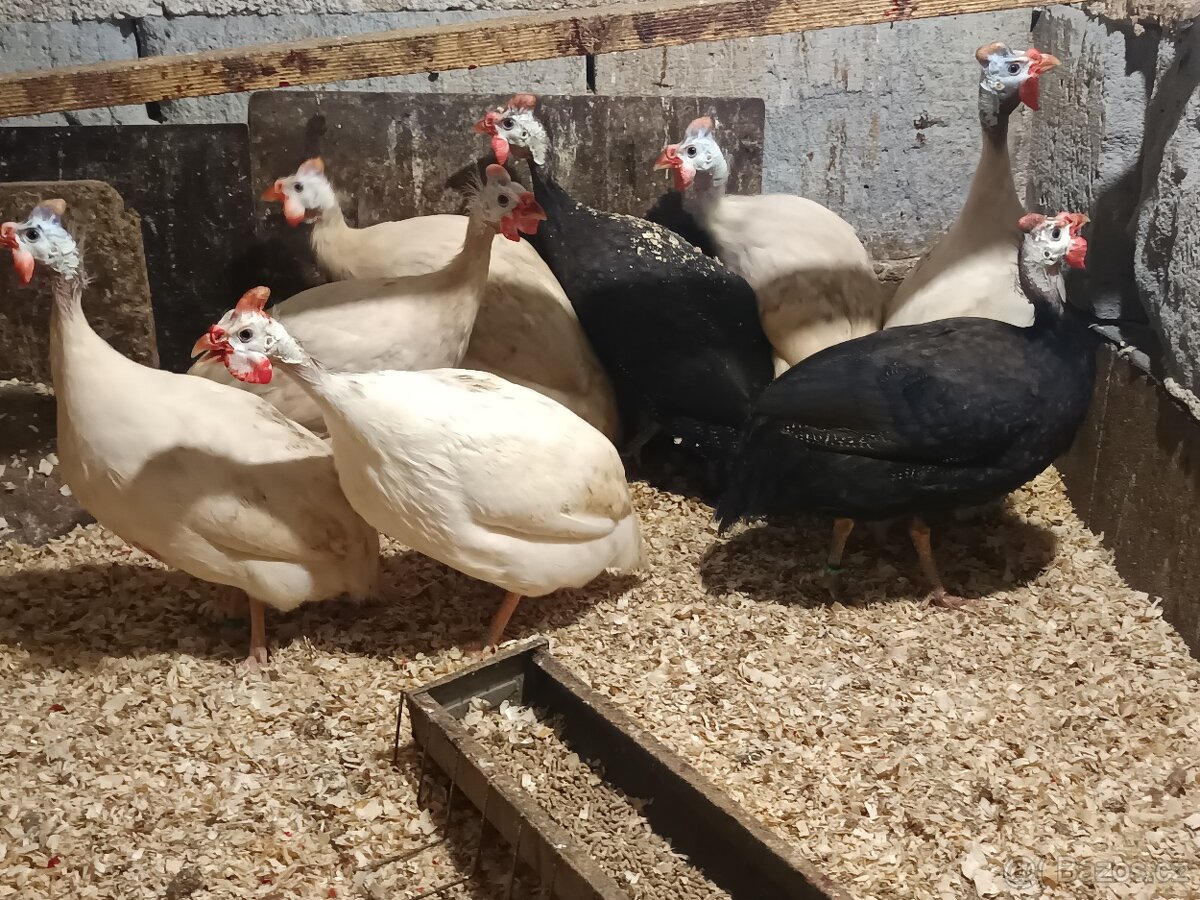 Perličky bílé a fialové - 3