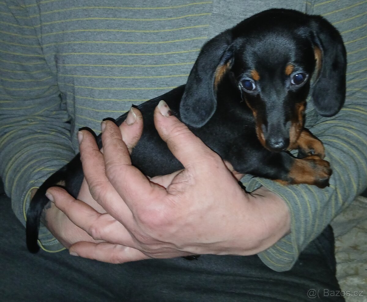 Jezevcik hladkosrsty trpaslici - 3