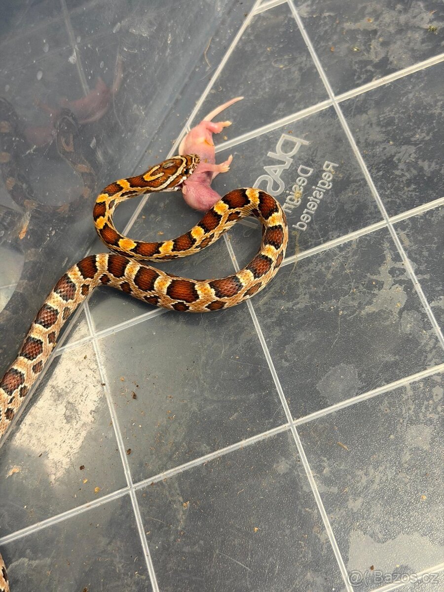 Užovka červená - 3