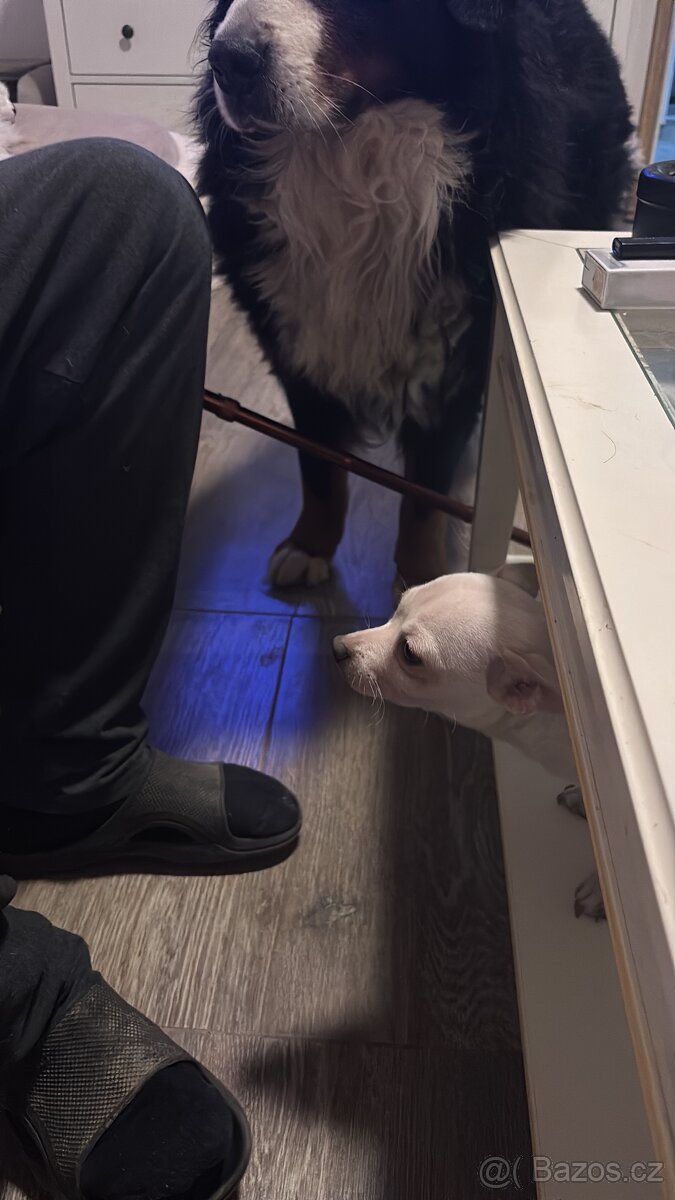 Daruji pejska čivavu - 3