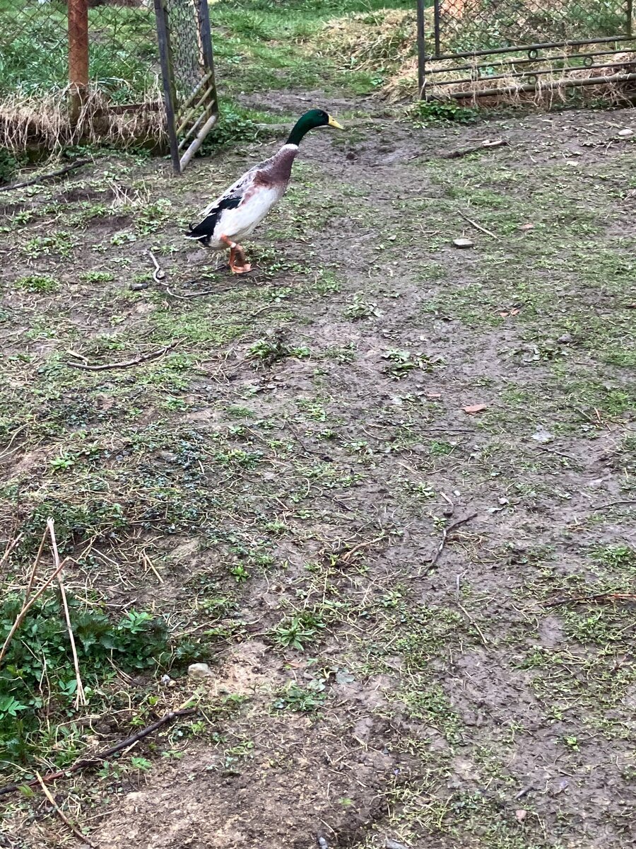 Násadová vajíčka Indický běžec stříbrný - 3