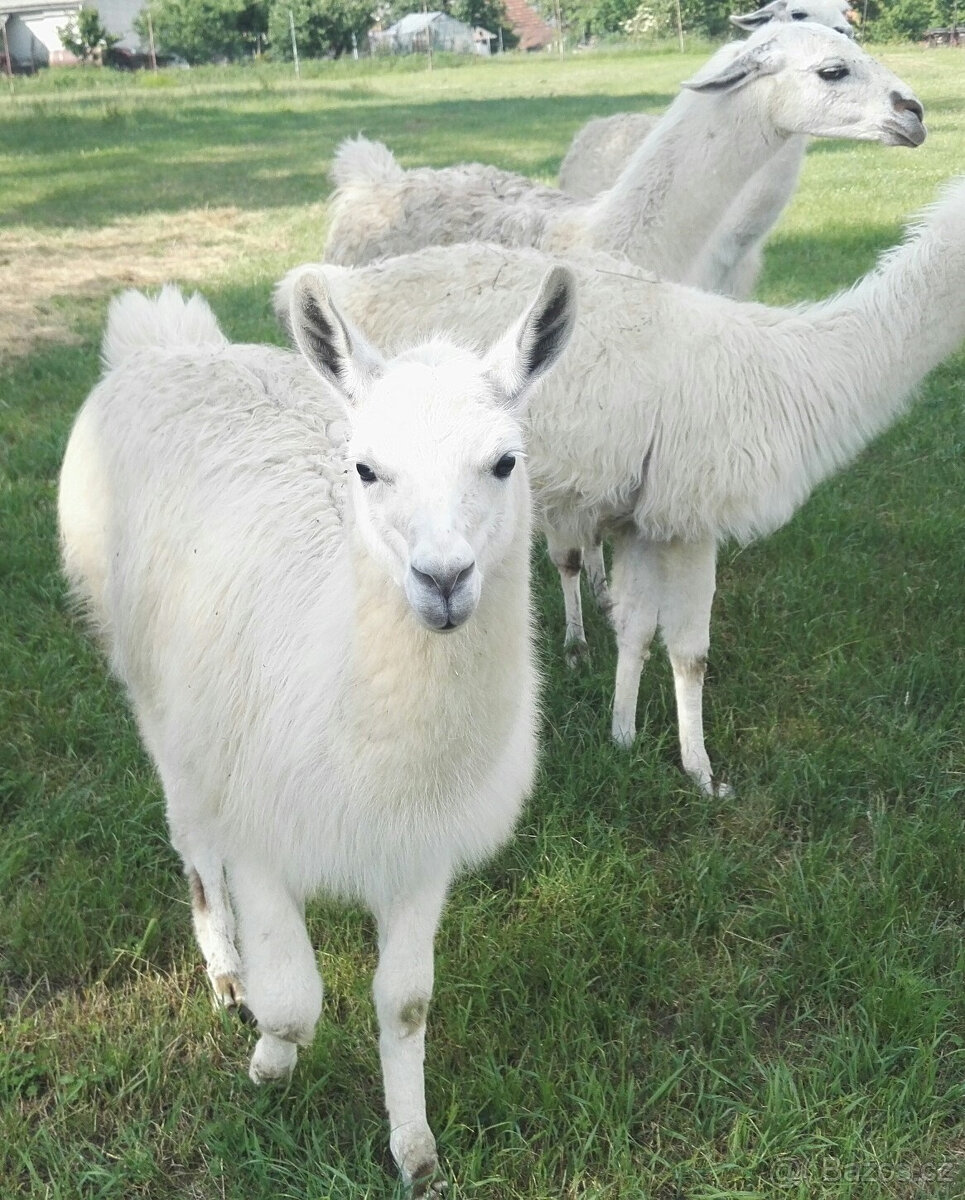 Lama-lamy - 3
