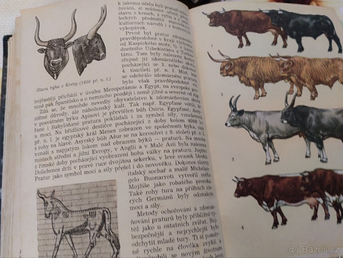 Domácí zvířata - 3