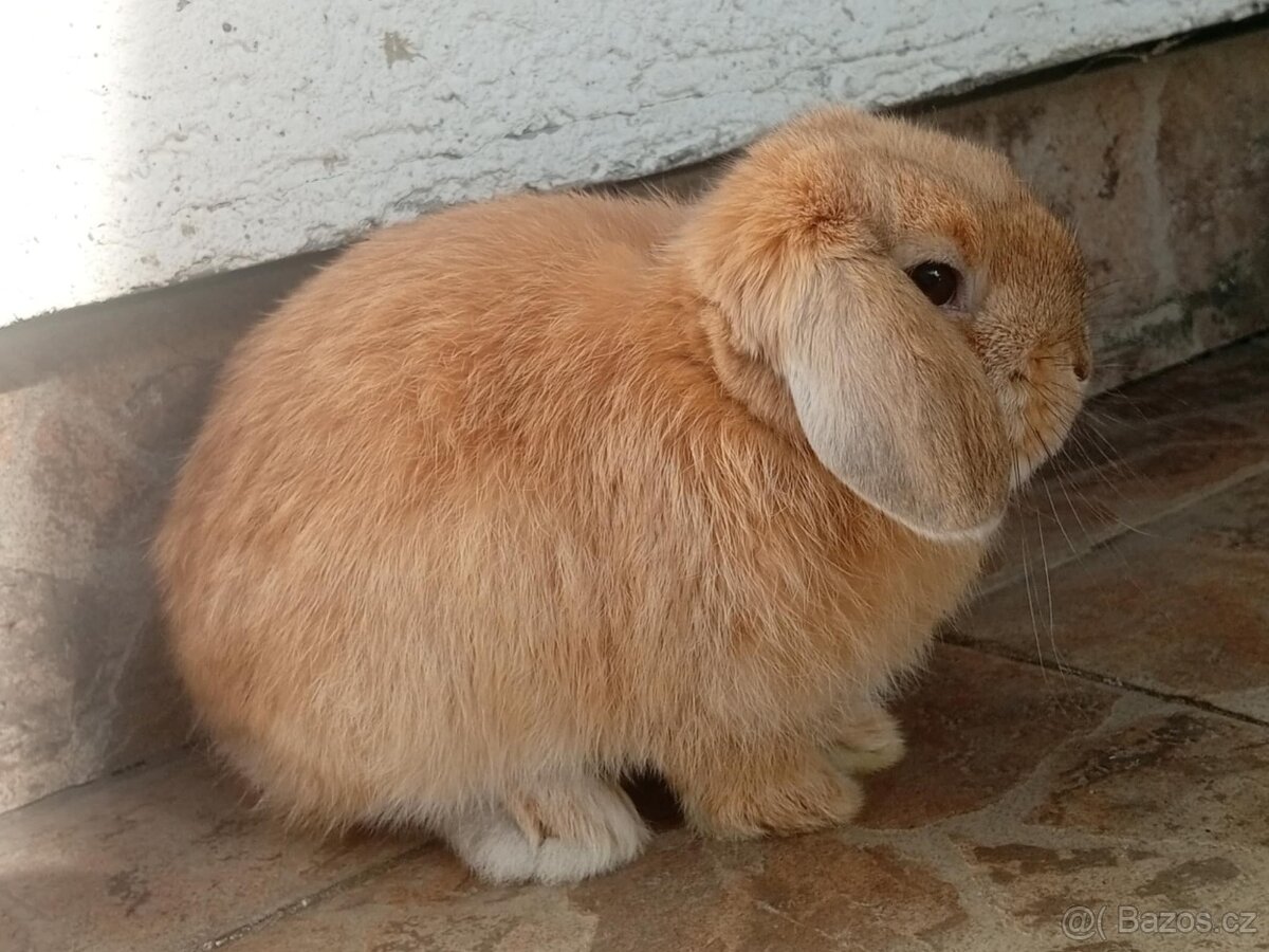 Volná samička - Anglický Zakrslý Beránek MiniLop🍑🧡 - 3