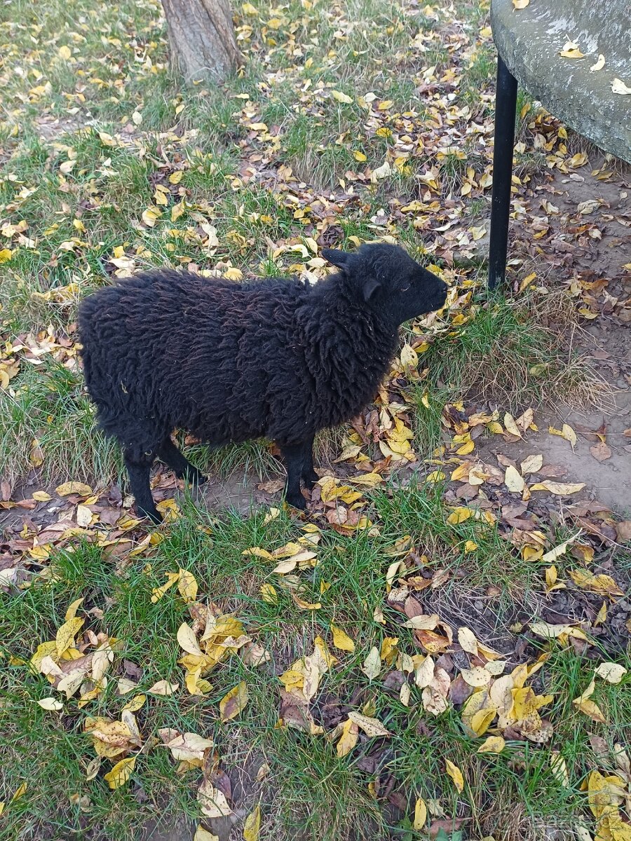 Quessantská ovce - 3