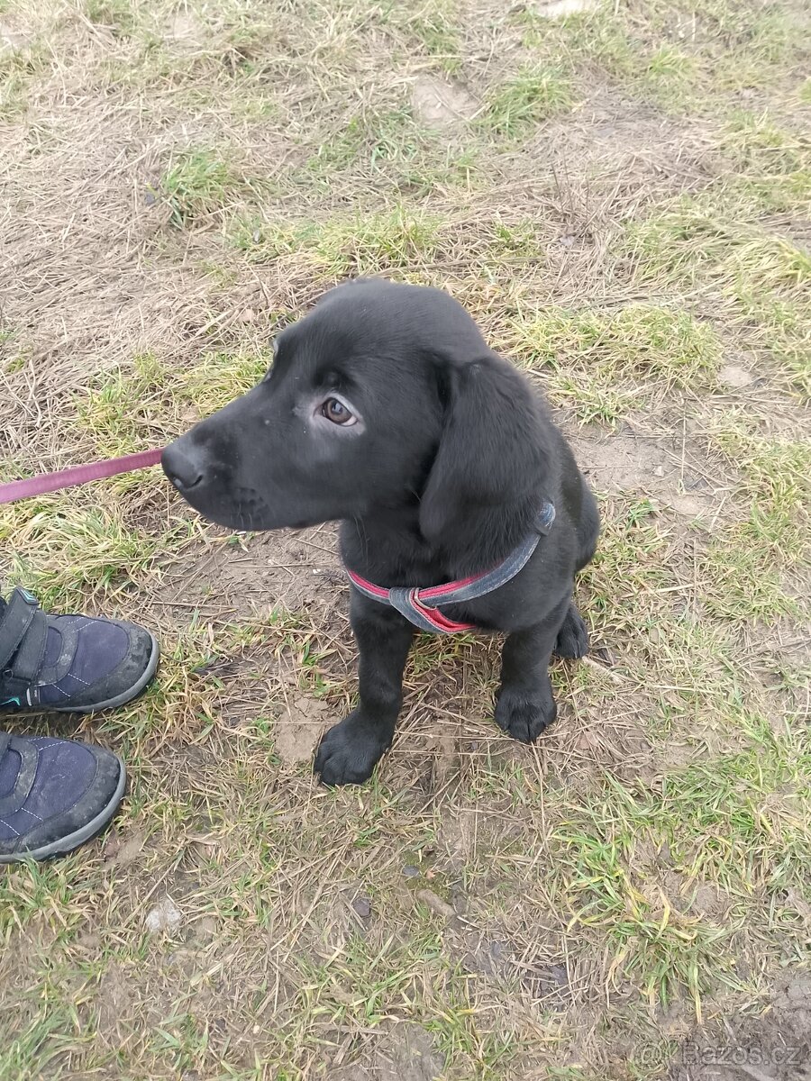 Labrador štěně - 3