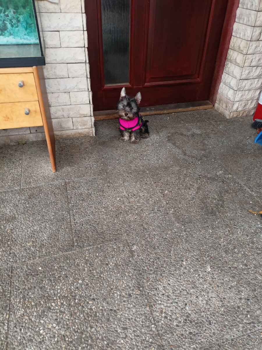 Jorkšírský teriér s PP - 3