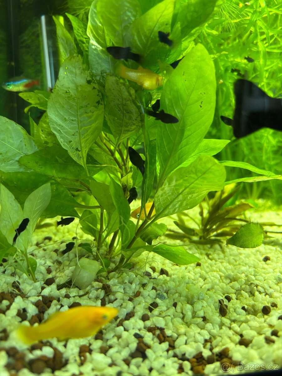 Black a gold molly - 3