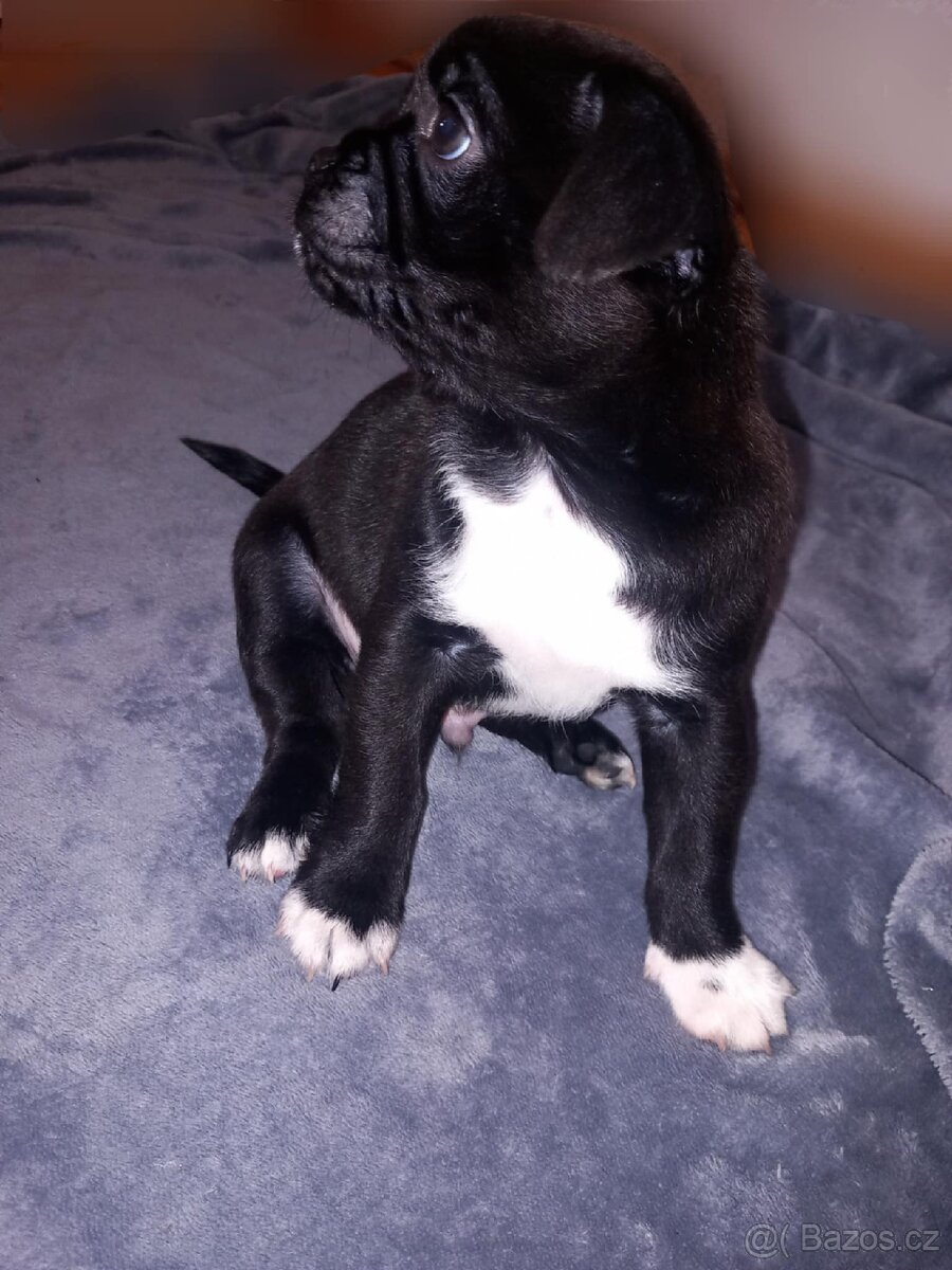 Štěňata Mops > s pinčem - 3