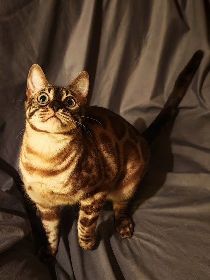 BENGÁLSKÁ KOČKA - kočička s PP - 3