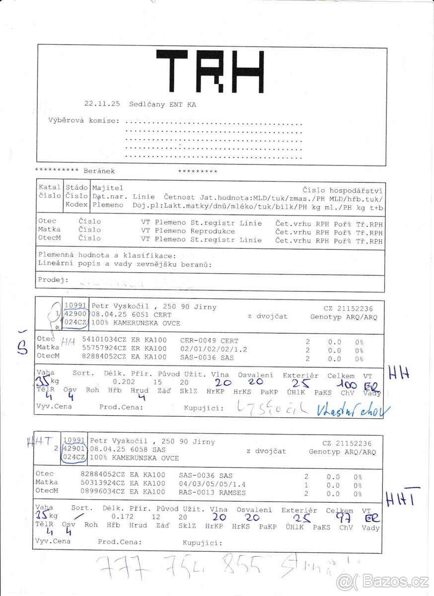 Kamerunský plemenný beran s POP - 3