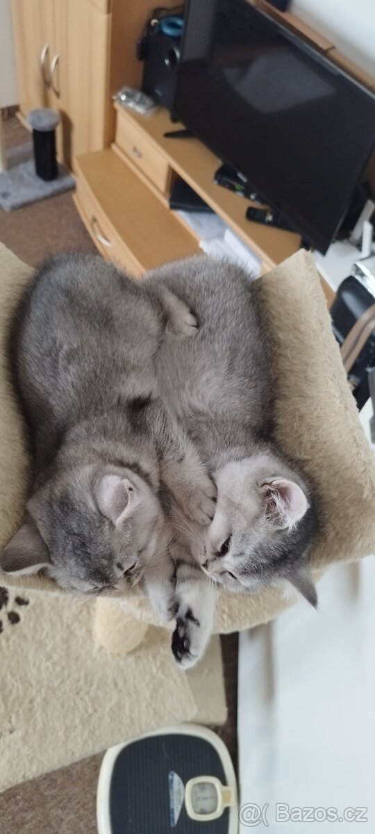 Britská koťátka činčila, bez P.P - 3