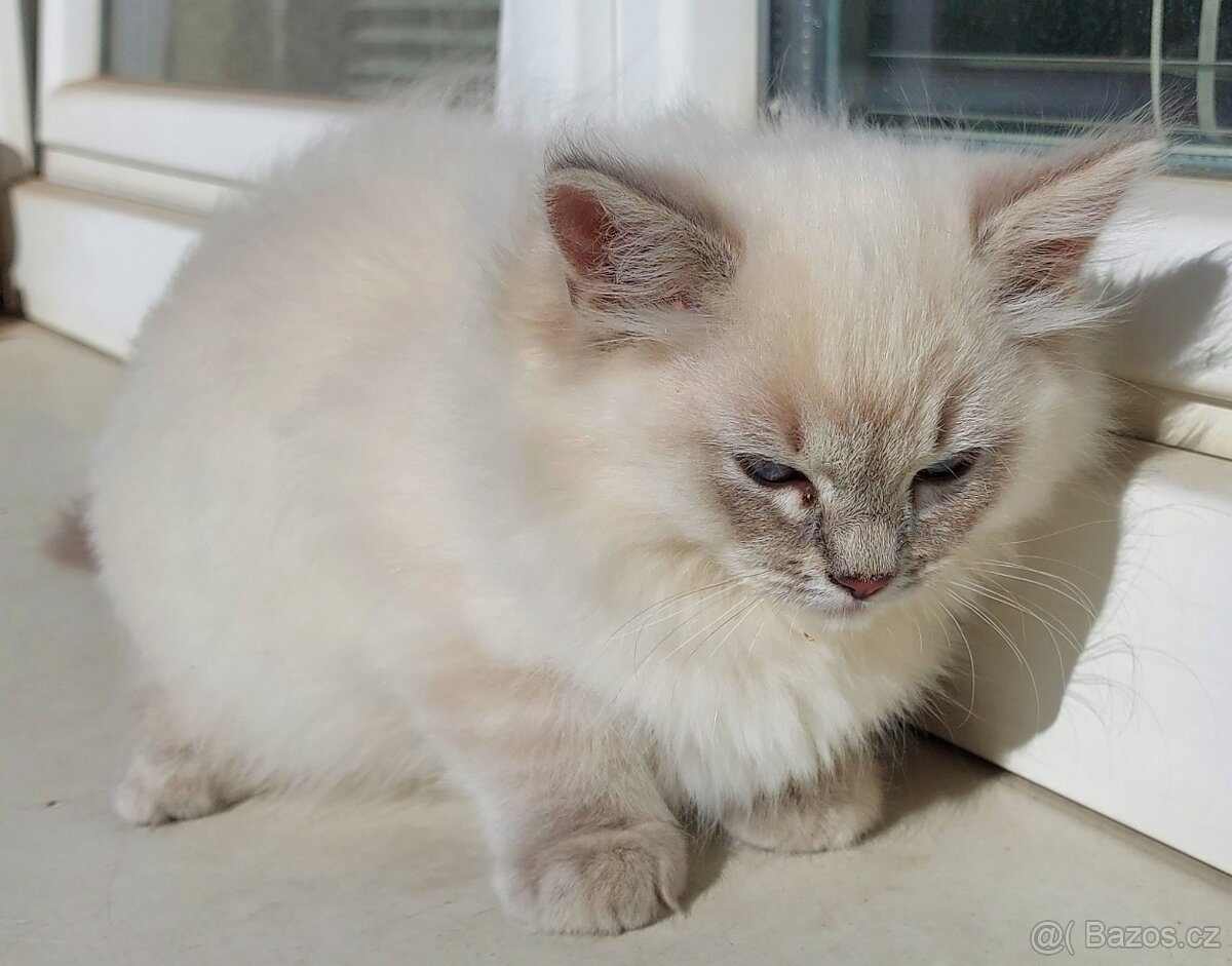 Maciatka ragdoll na odber - 3