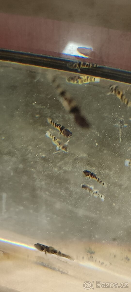 Hrotočelec prstenčitý - 3