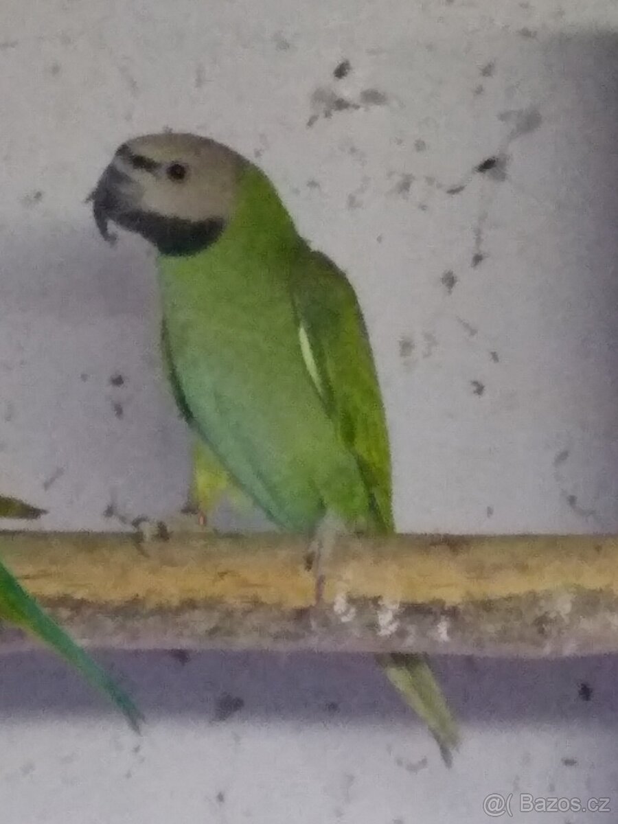 Alexandr růžový vousatý - 3