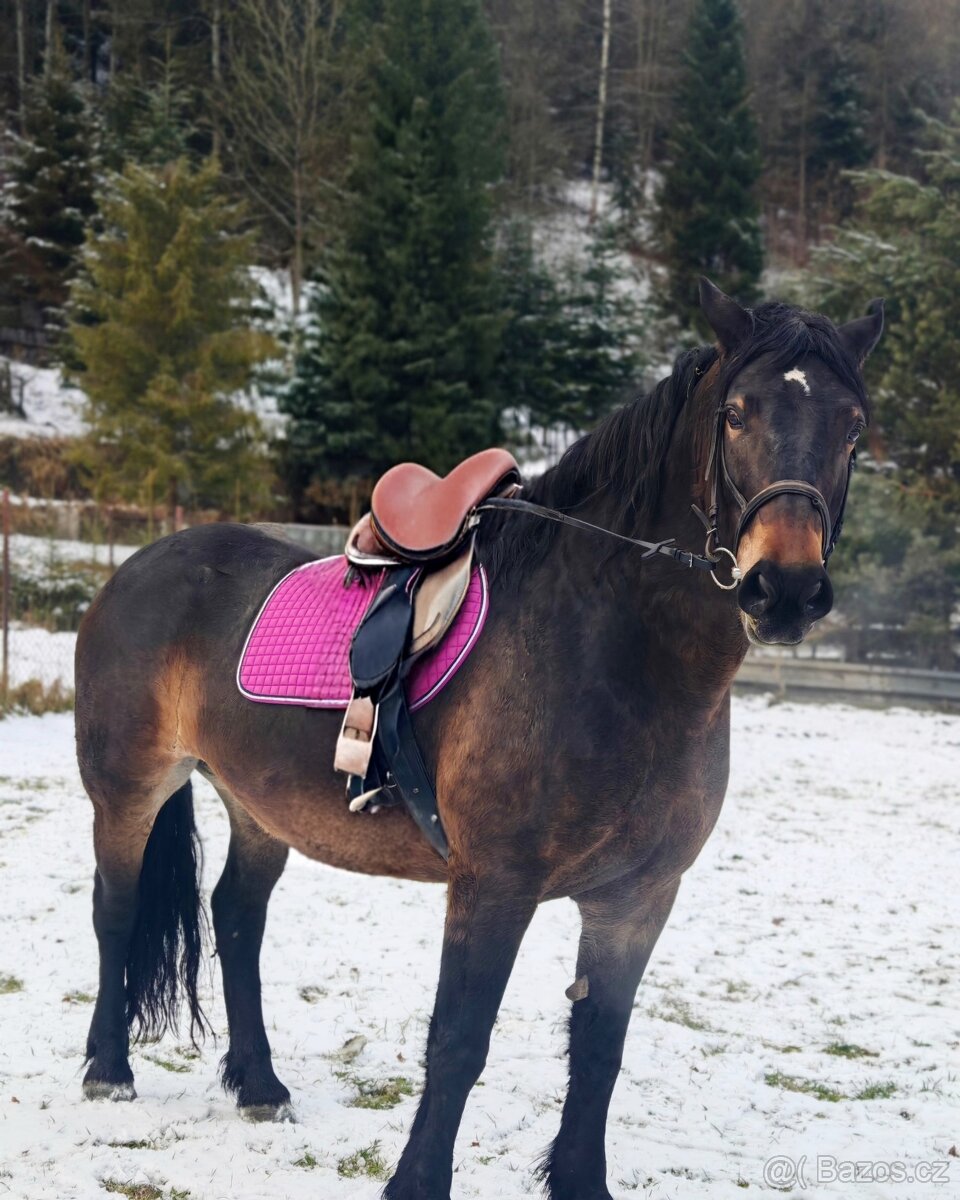 Predám Kobylu - 3