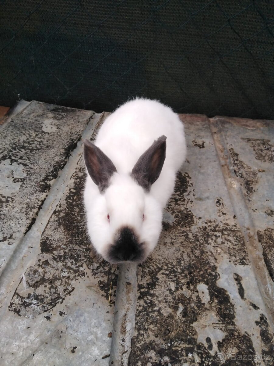 Prodám králíky - 3