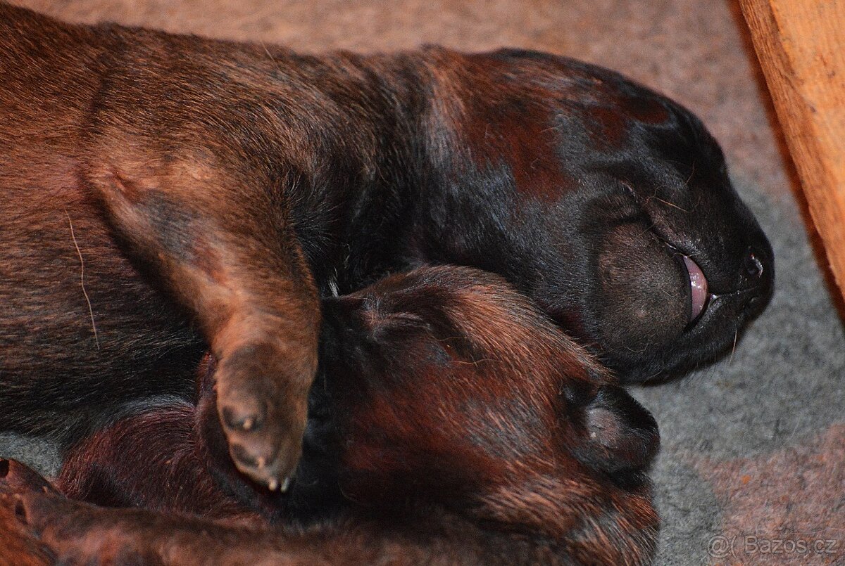 Belgický ovčák MALINOIS s PP - 3