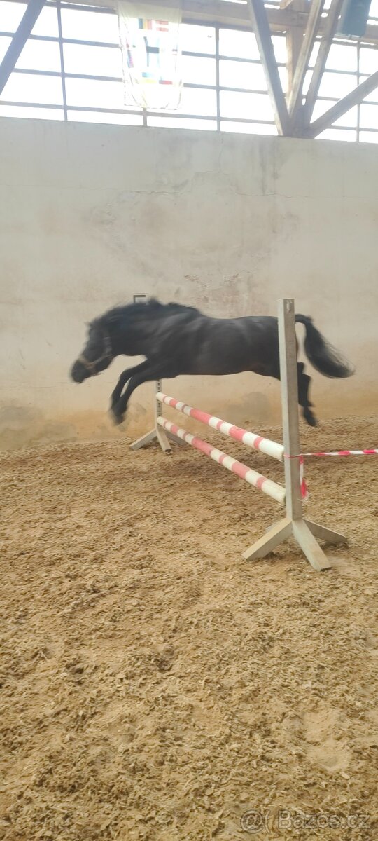 Huculský hřebec - 3