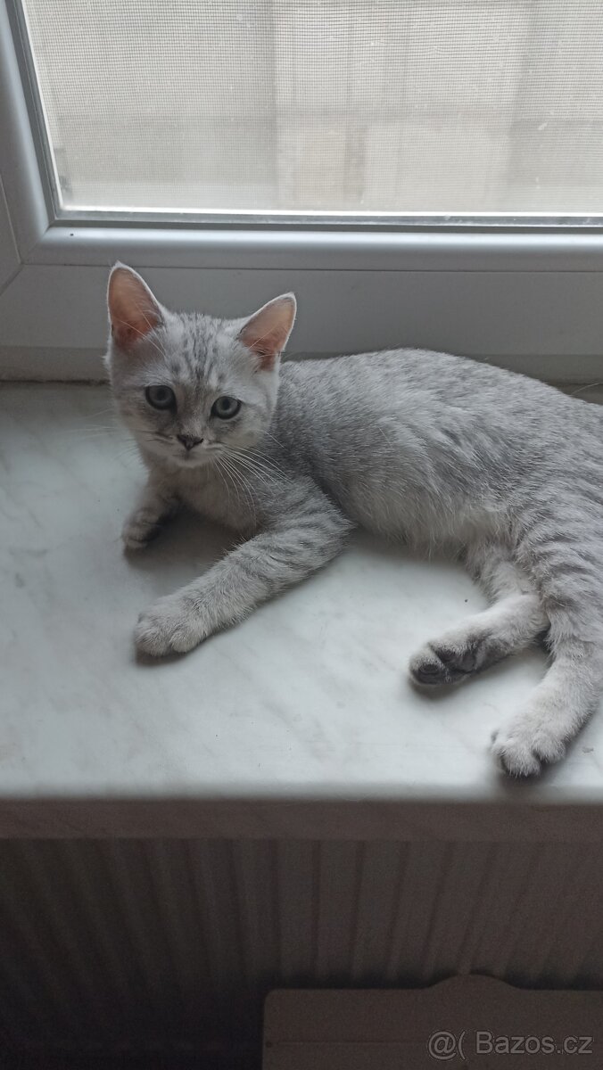 Britský kocourek whiskas s PP - 3