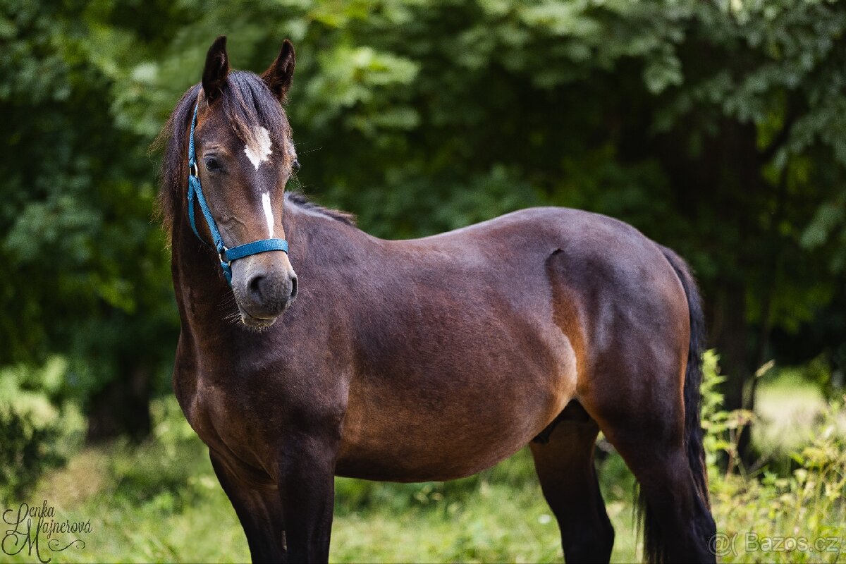 Stáj Zámek Ellischau - hřebec WPBr nar.2024 - 3