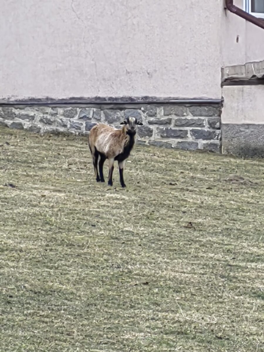 Prodám ovce kamerunské - 3