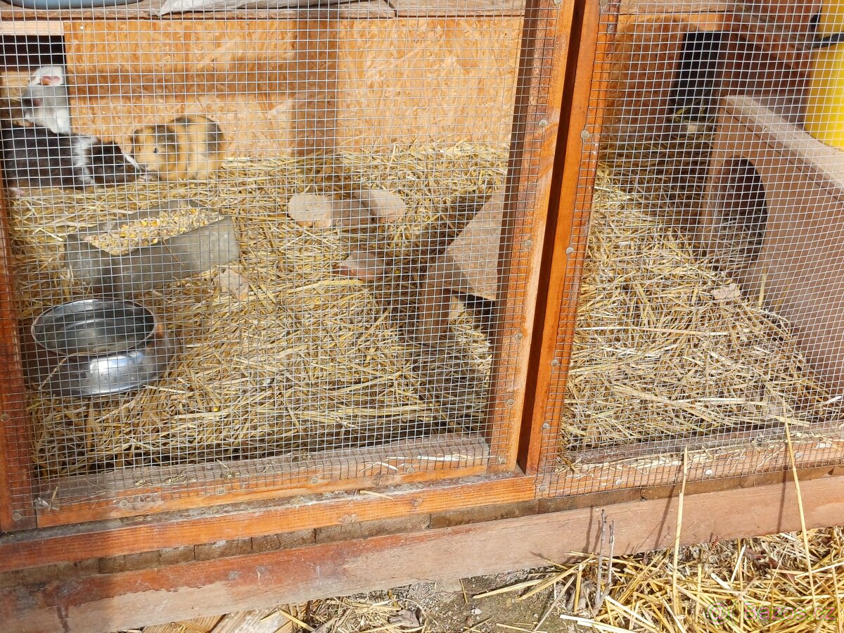 Morče hladkosrsté/rozetové - 3