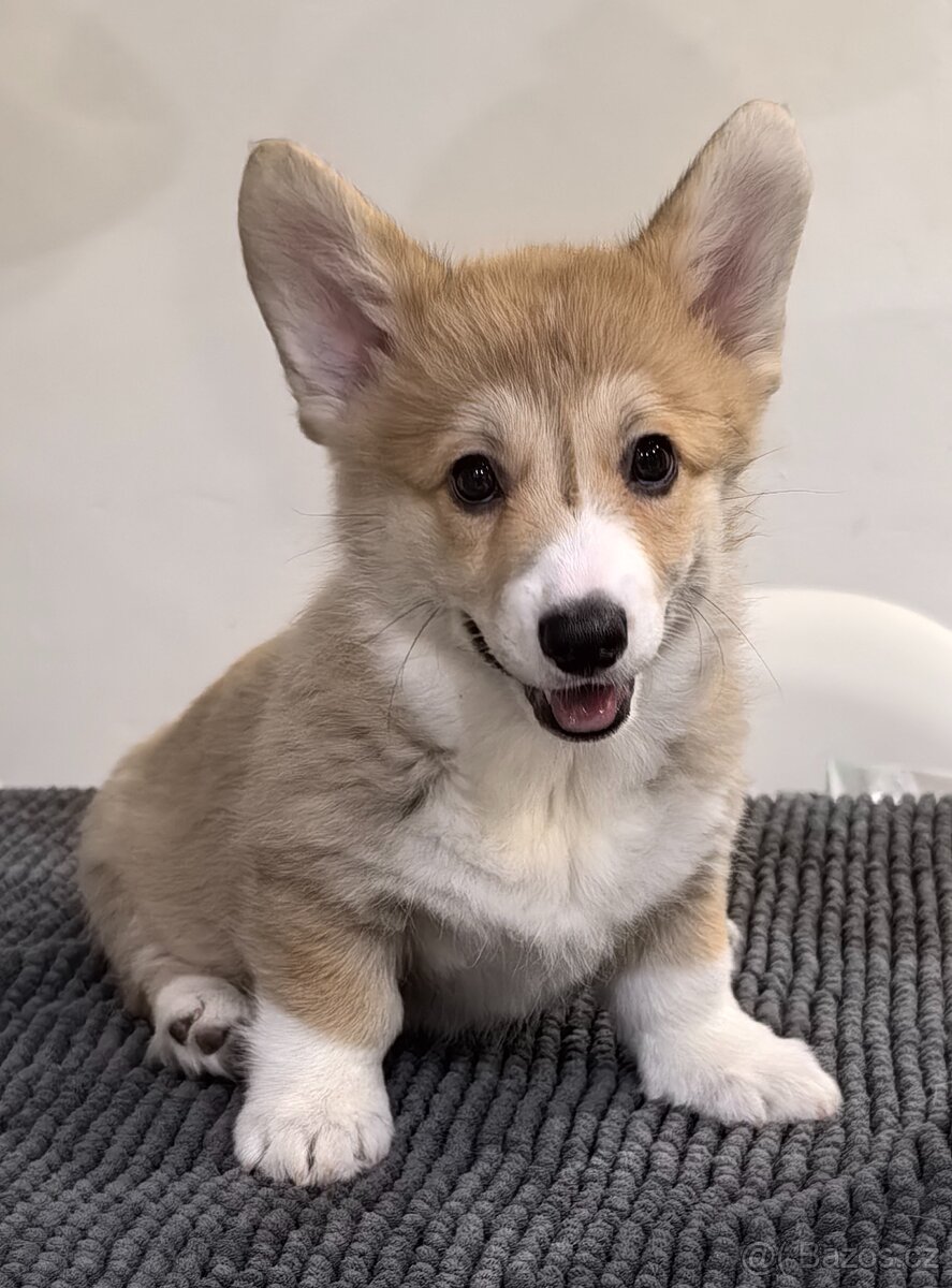 Welsh Corgi Pembroke s PP - 3