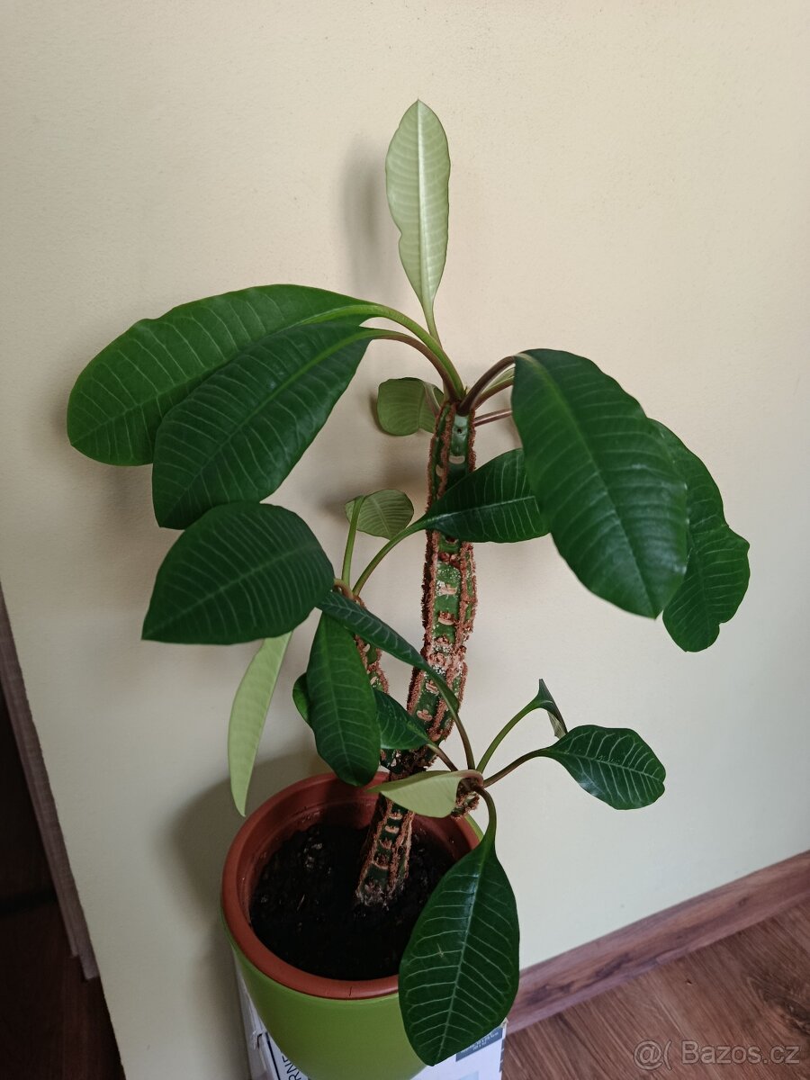 Rozmarýn - velký keř - 3