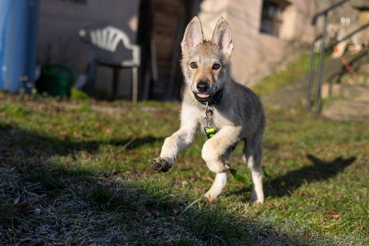 Československý vlčák s PP - 3