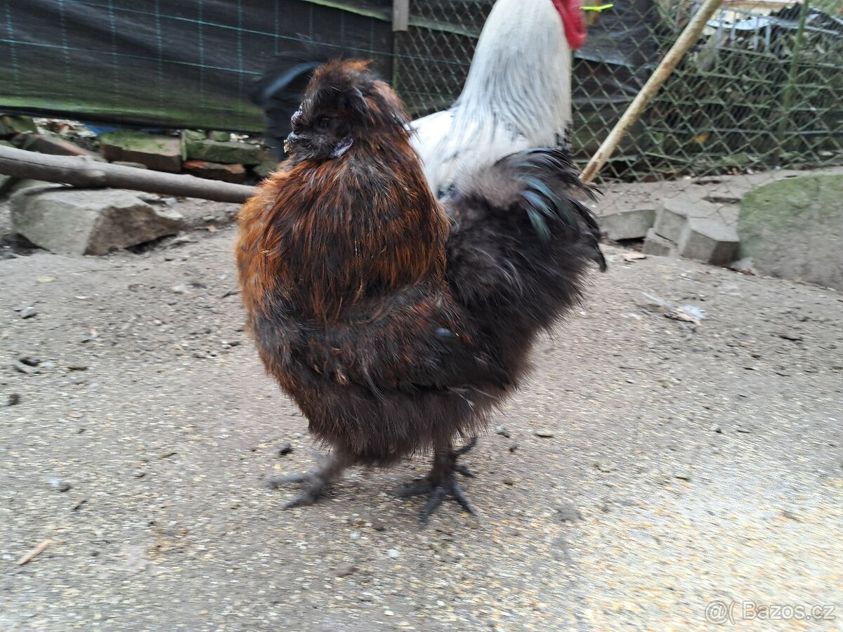 Kohout hedvábnička velká vousatá - 3