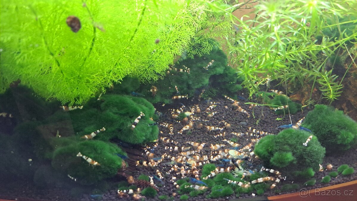 Akvarijní krevetky Caridina Black Crystal - 3