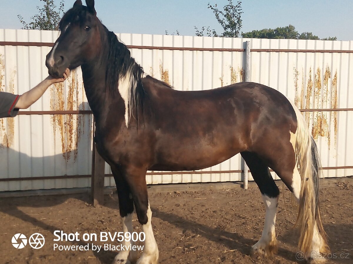 Barock pinto - 3